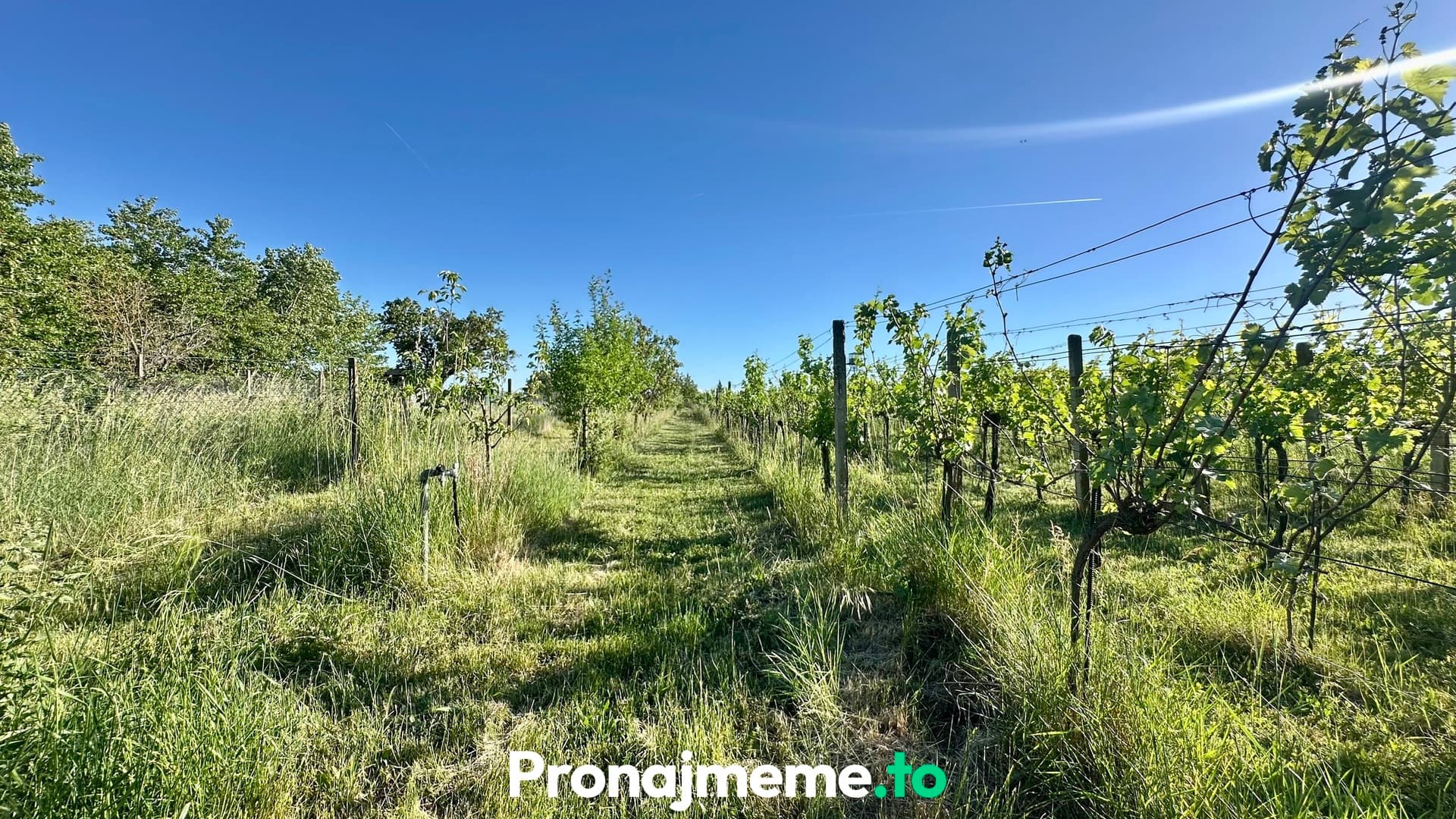 Pronájem vinohradu 1759 m2 - Šatov