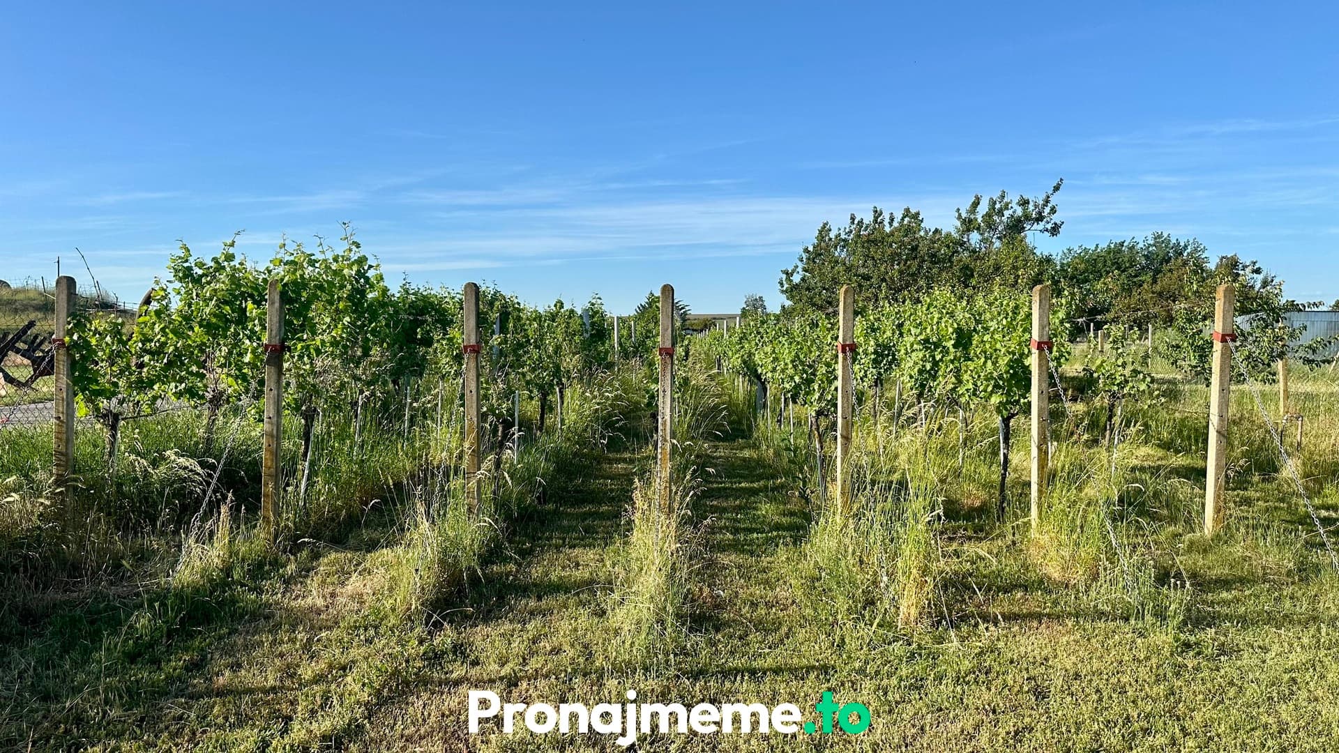 Pronájem vinohradu 1759 m2 - Šatov