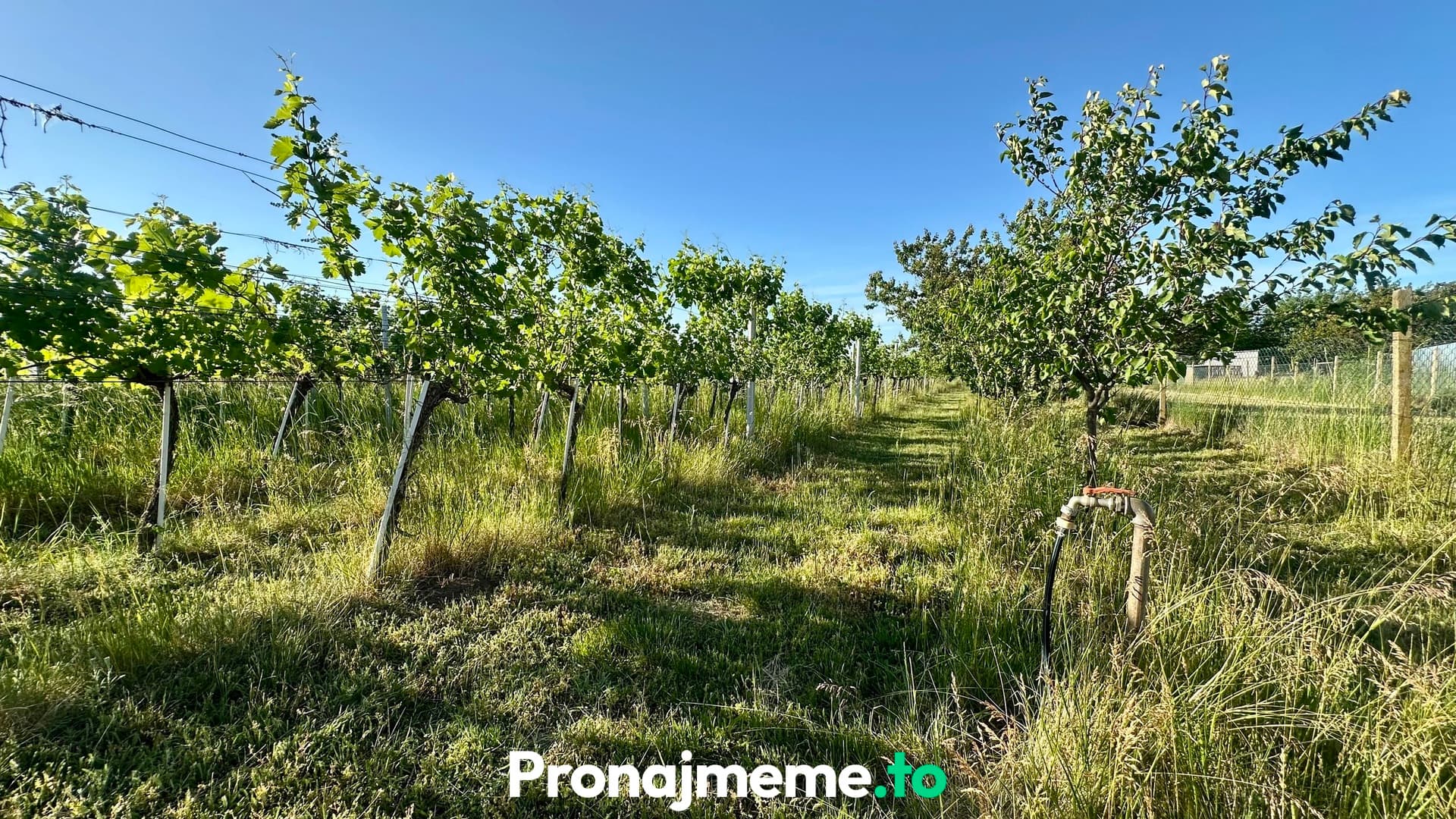 Pronájem vinohradu 1759 m2 - Šatov